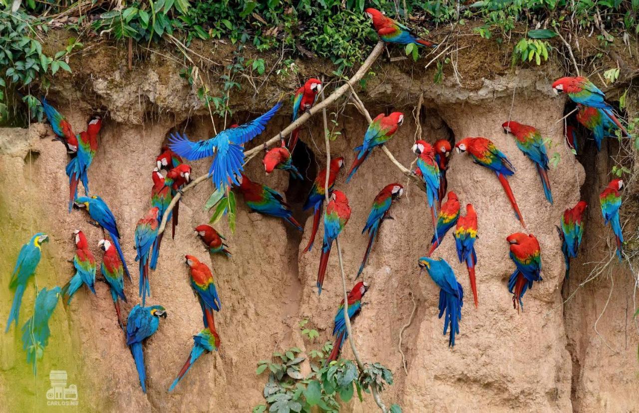 Monte Amazonico Lodge Tambopata Esterno foto